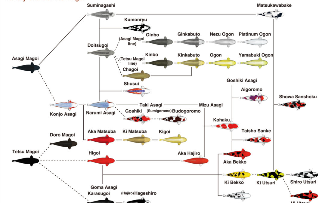 Introduction of Koi Fish (2) Varieties