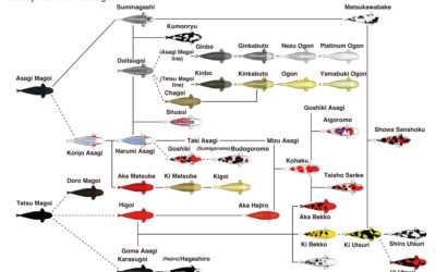 Introduction of Koi Fish (2) Varieties