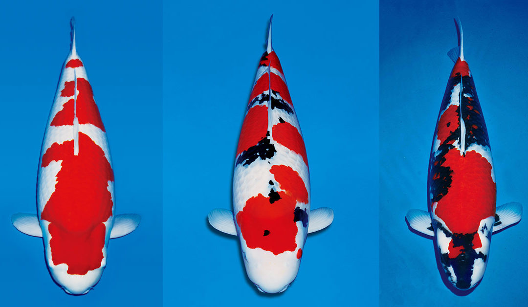 Poll: What is the Best Variety of Gosanke Koi?