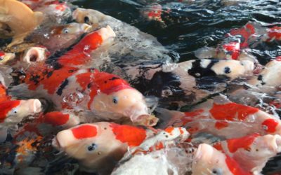 Introduction of Koi Fish (3) General Information