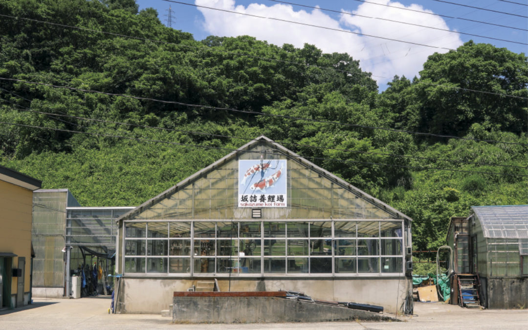 Our productive methods ready to meet needs from home and abroad — Sakazume Koi Farm
