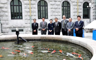 Nishikigoi released to the courtyard pond of the House of Representatives