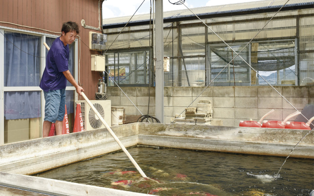 Suetsugu Fish Farm makes steady steps for its ideal large koi production