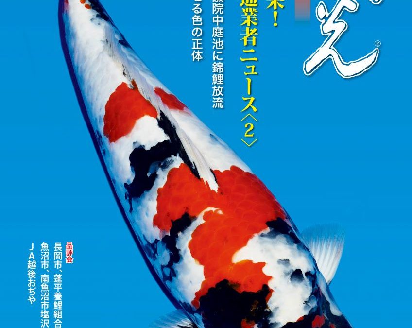 Japanese RINKO 2022 December issue adverts
