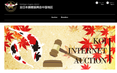 Hiroshima Koi Breeders Internet Auction 2022 Autumn