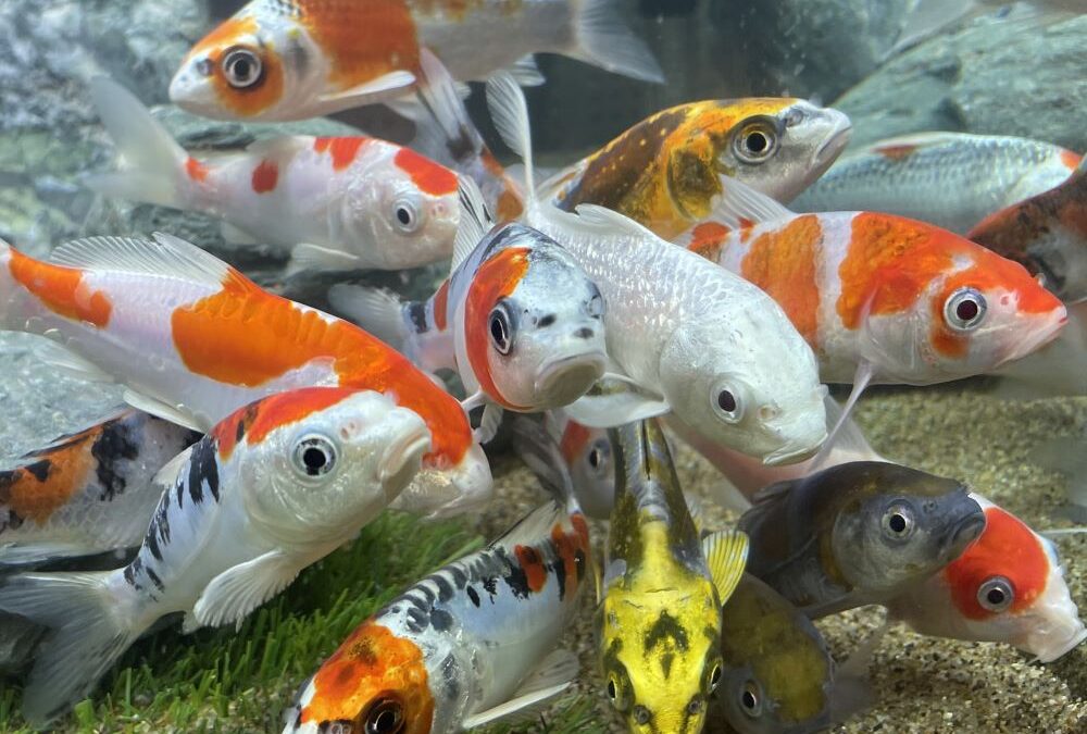 Young/Junior Koi Show Season is about to start in Japan